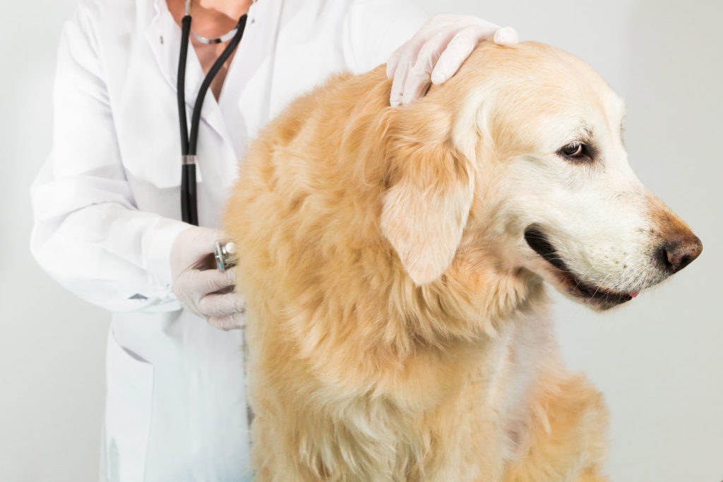 Does my car insurance cover hitting a dog?